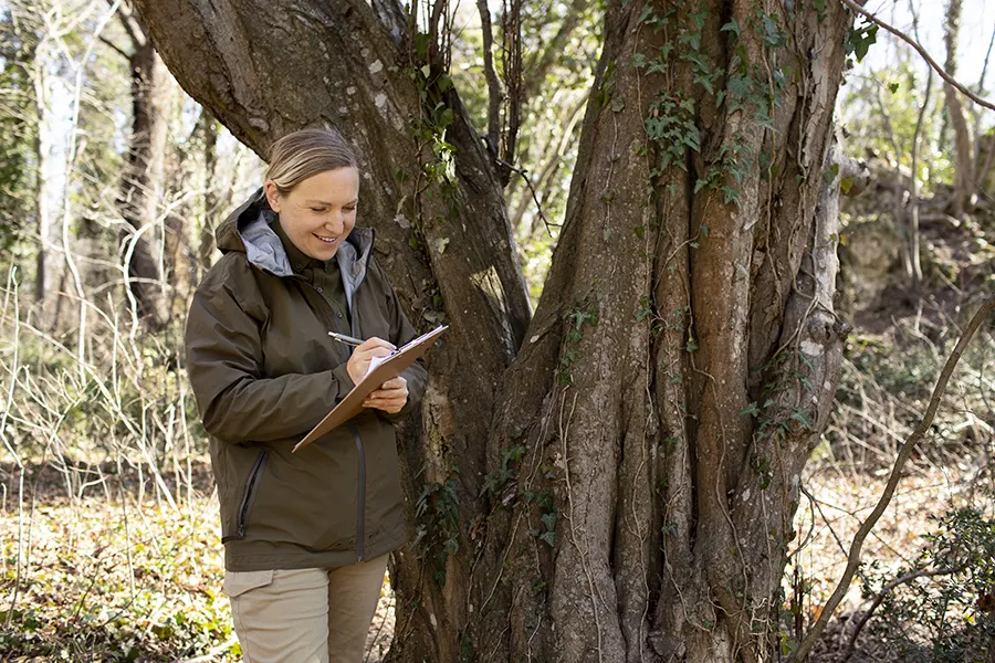 tree arbor sydney arborist reports