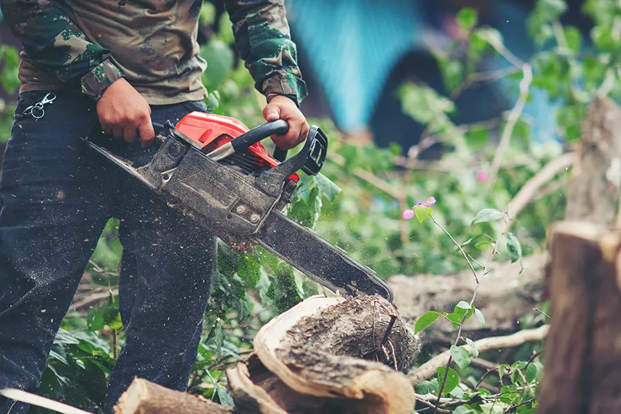tree arbor sydney stump grinding
